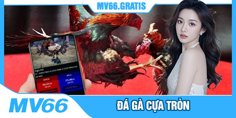 Đá Gà Cựa Tròn